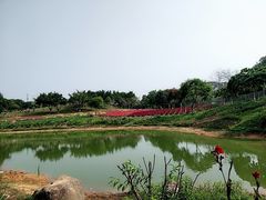 -松山湖梦幻百花洲