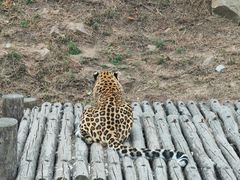 -西霞口神雕山野生动物世界