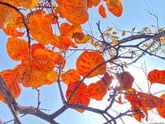 -北京西山国家森林公园