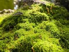 -上海辰山植物园