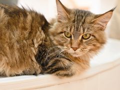 -COLOR PETS 撸猫馆·购猫·猫咖(长风大悦城店)