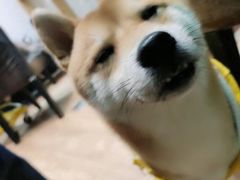 -猫色咖啡·猫咖