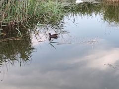 -前关湿地公园