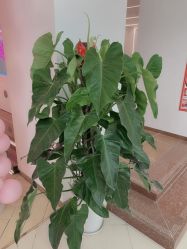 -BULB STUDIO 巴柏明星发型工作室