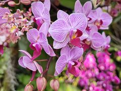 -上海辰山植物园