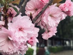 -四川大学(望江校区)
