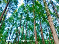 -黄海国家森林公园