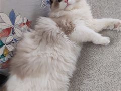 -糯米喵星人总部直营旗舰店·猫舍·幼猫出售