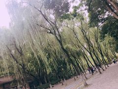 -柳浪闻莺公园