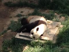 -原山国家森林公园