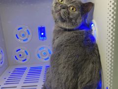 -喵zoo家庭繁育猫舍(尖东智能花园店)