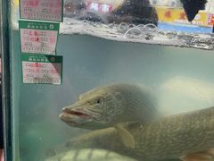 -煲来饱去冷水鱼