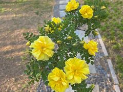 -玲珑塔公园