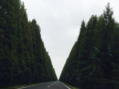 -黄海国家森林公园