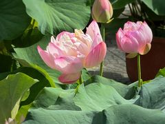 -莲花池公园