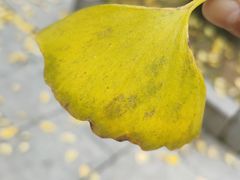 -歙县古城小吃一条街