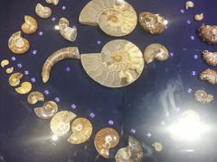 -青岛贝壳博物馆