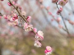-花开海上生态园