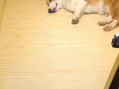 -宠物之家Pets Home 宠物寄养酒店