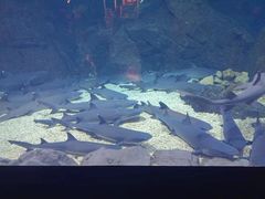 -烟台海昌鲸鲨海洋公园