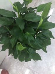 -悟空祛痘·诺奖技术专业店