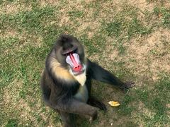 -西霞口神雕山野生动物世界