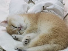 -lincat·猫舍(广州店)