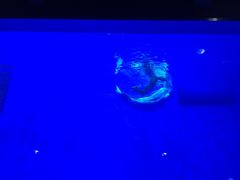 -芜湖新华联大白鲸海洋公园