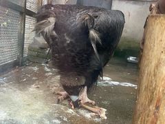 -贵州森林野生动物园
