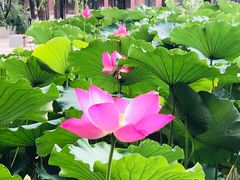 -四川大学(望江校区)