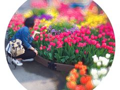 -荷兰花海