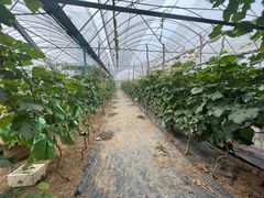 -庞各庄翠芳园西瓜蔬菜基地采摘园