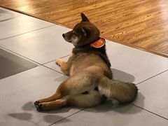 -柴务处·柴犬主题狗咖