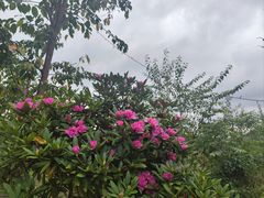 -名花谷生态庄园