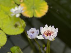 -国家植物园