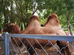 -长白岛森林公园