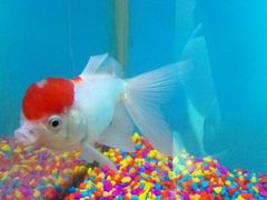 -北戴河圣蓝海洋公园