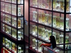 -广东中医药博物馆