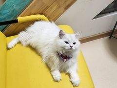 -猫在这儿猫咪咖啡馆·撸猫馆