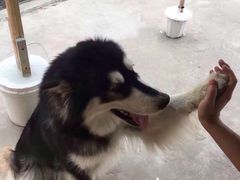 -波姐宠物家庭寄养