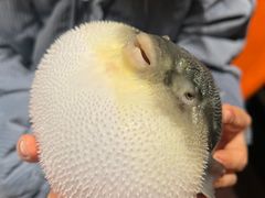 -肆月河豚·淮扬菜·湘菜(华天店)