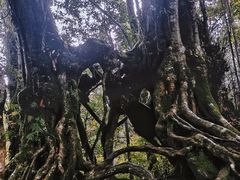 -云南屏边大围山国家公园