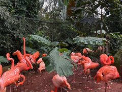-海南热带野生动植物园