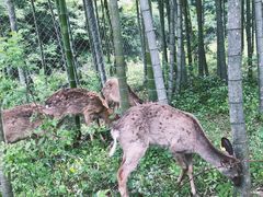 -修水东浒寨风景区