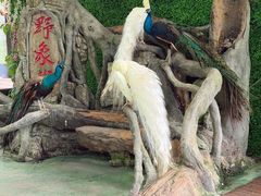 -野象谷景区