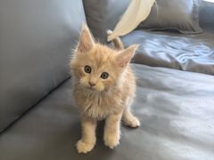 -瑞派康怡24h宠物医院·犬猫医疗中心·微创绝育(瑞景分院)