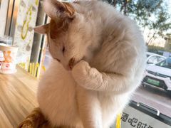 -平行世界·猫咖(首经贸店)