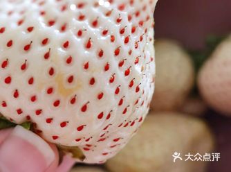 品名 哈哈哈买过最贵草莓 南京溧水白雪公主草莓