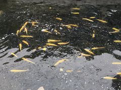 -京北渔家傲
