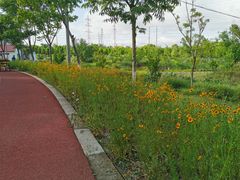 -上海长兴岛郊野公园